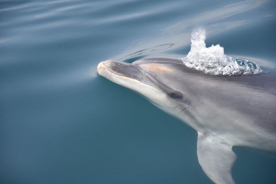 Lagos: Dolphin Watch Tour with Professional Marine Biologist - What “extra viewing room” means in real life