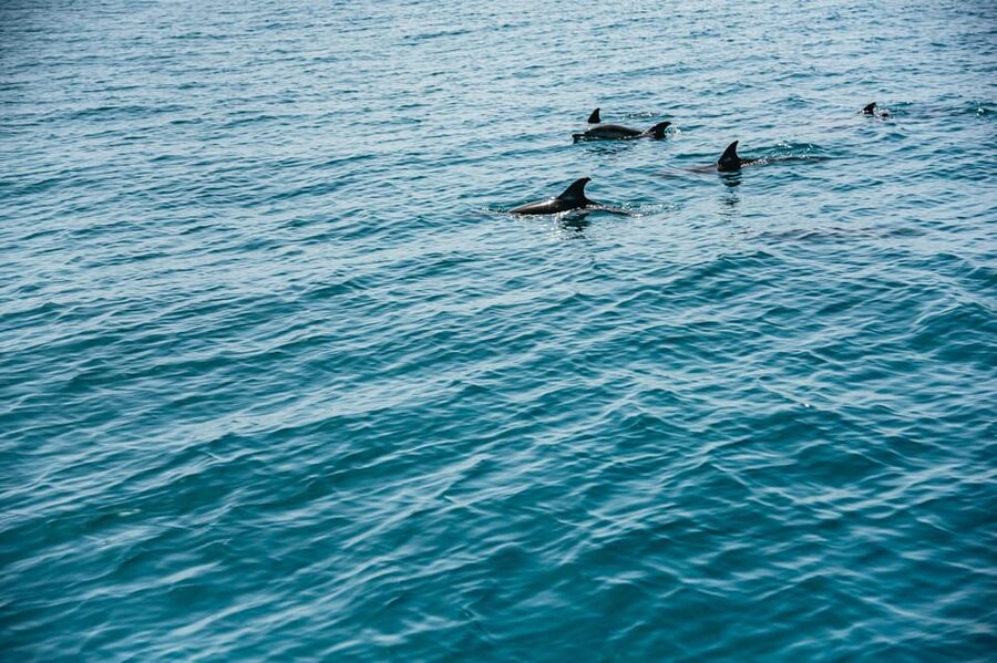 Lagos: Dolphin Watch Tour with Professional Marine Biologist - Timing: when to go for better odds