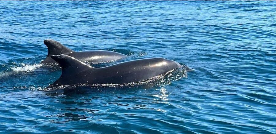 Lagos: Dolphin Watching Tour - Lagos Dolphin Watching: Fast, Focused, and Built for Real Encounters
