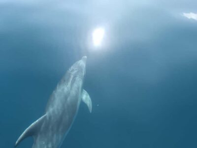 Lagos: Dolphin Watching Tour - The 1.5-Hour Plan: What Actually Happens on the Water