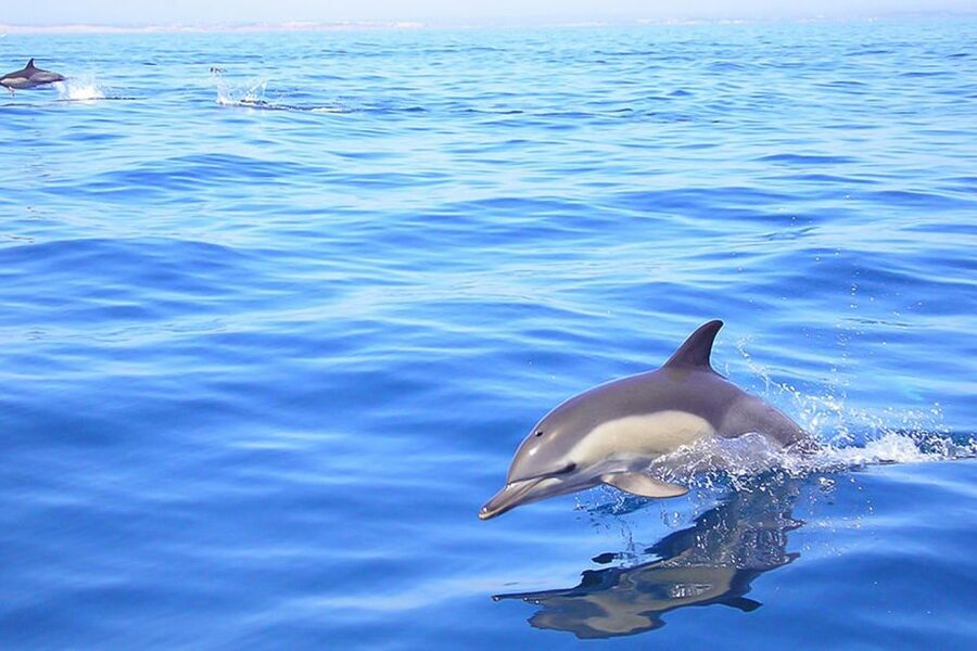 Lagos: Dolphin Watching with Professional Marine Biologists - Why this Lagos dolphin tour is worth your time