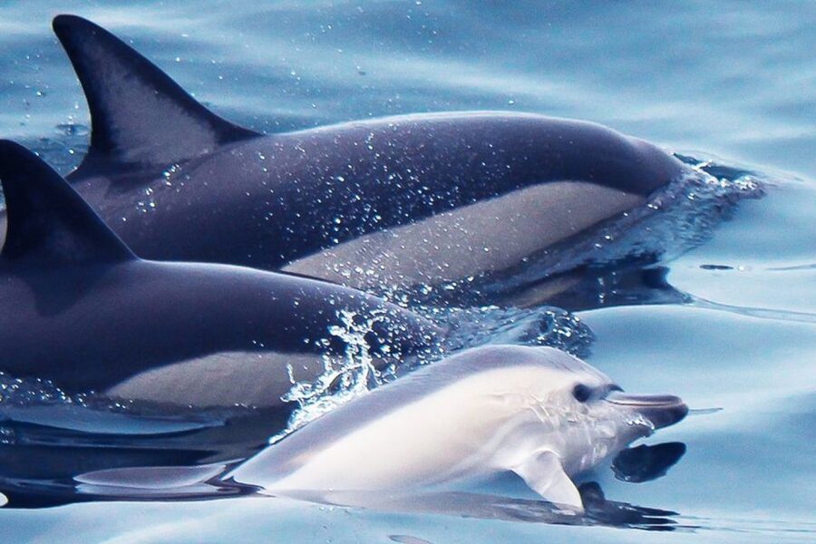Lagos: Dolphin Watching with Professional Marine Biologists - The Tornado rib ride: 90 minutes of Atlantic scanning, not slow cruising