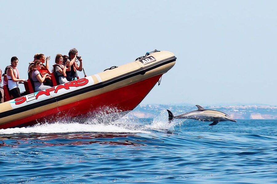 Lagos: Dolphin Watching with Professional Marine Biologists - What species you’re hoping for: bottlenose and common dolphins, plus surprise wildlife