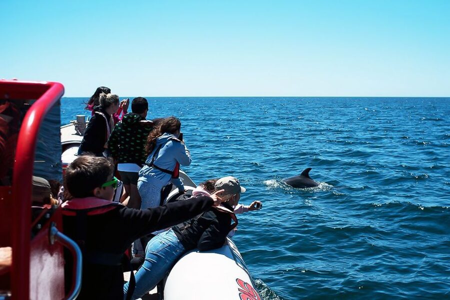 Lagos: Dolphin Watching with Professional Marine Biologists - Who should book, and who should skip this Lagos dolphin ride