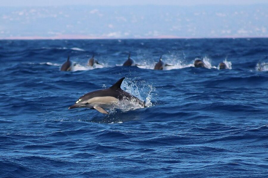Lagos: Dolphin Watching with Professional Marine Biologists - Price and value: $40 for 90 minutes of dolphin-first searching