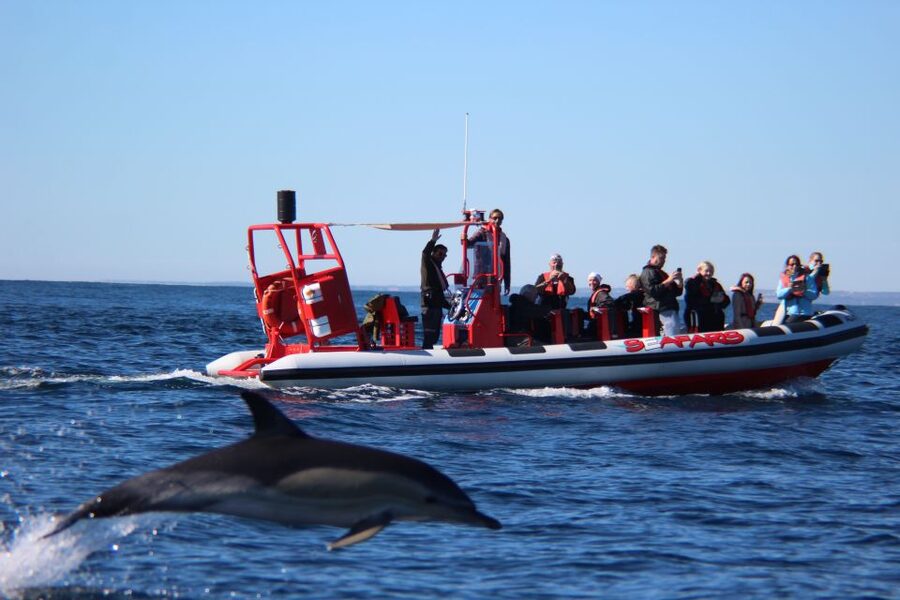 Lagos: Dolphin Watching with Professional Marine Biologists - Where you meet Seafaris at Marina de Lagos (and how to be ready fast)