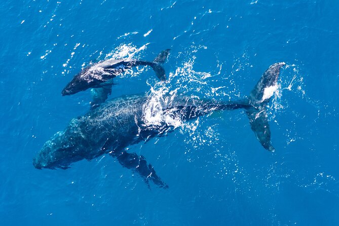 Lagos: Dolphins & Benagil Caves – Catamaran - Snacks and onboard comfort that make the day easier