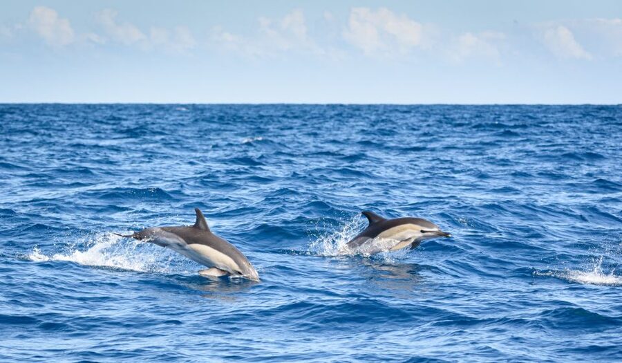 Lagos: Dolphins & Caves - Catamaran - Dolphin spotting from Lagos: what this catamaran feels like