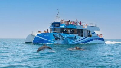 Lagos: Dolphins & Caves - Catamaran - The 2.5-hour plan: search, spot, then swim at a secluded bay