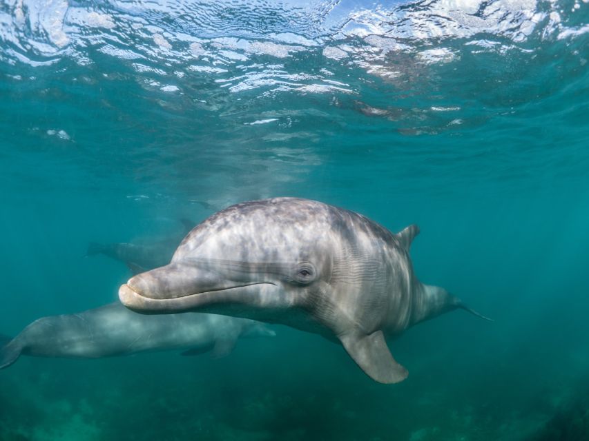 Lagos: Dolphins & Caves - Catamaran - Price and value: is $58 a fair deal?