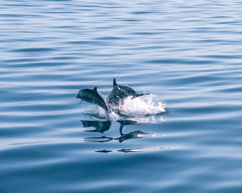 Lampedusa: Sunset Dolphin Sighting on a Pirate Ship - The onboard energy: crew, entertainment, and the pirate vibe