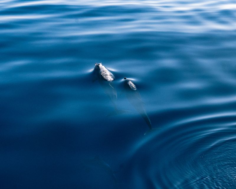 Lampedusa: Sunset Dolphin Sighting on a Pirate Ship - Who should book this tour (and who might skip it)