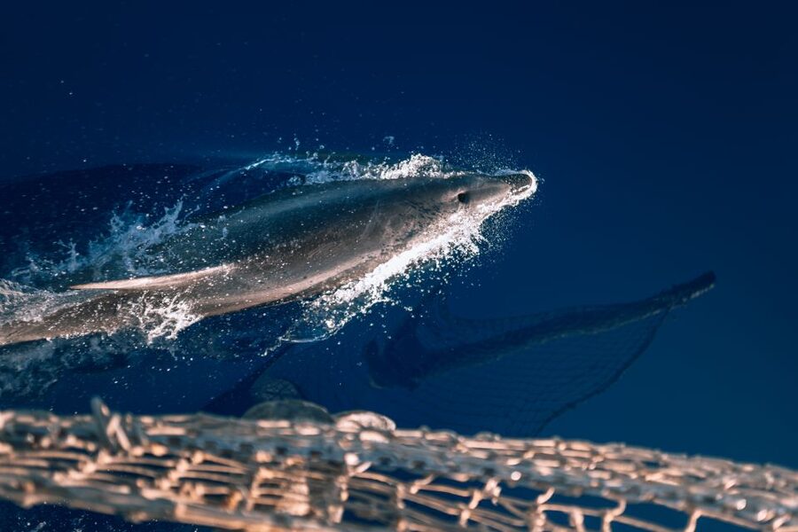 Lampedusa: Sunset Dolphin Sighting on a Pirate Ship - Practical checklist before you go