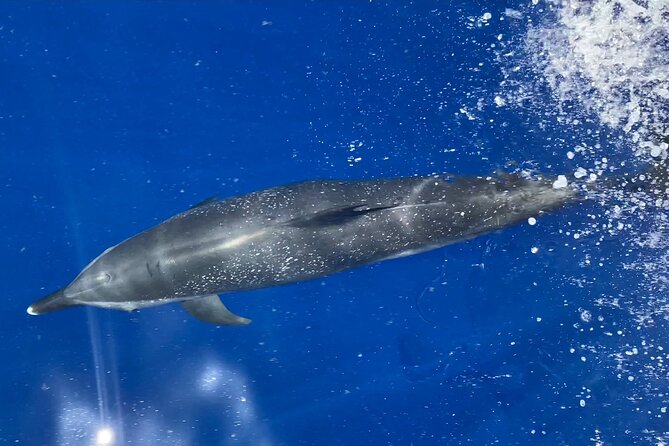 Lana'i Snorkel And Dolphin Quest with Maui Turtle Spot Tour - Key Points Before You Go (Lana’i Turtles + Dolphins)