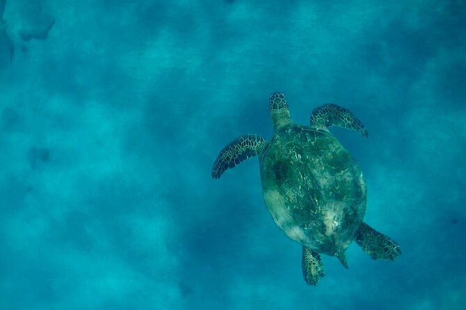 Lana'i Snorkel And Dolphin Quest with Maui Turtle Spot Tour - The Dolphin Quest Part: Pods, Speed, and Other Ocean Creatures
