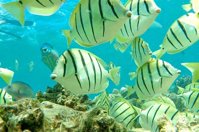 Lana'i Snorkel And Dolphin Quest with Maui Turtle Spot Tour - Quick Decision Guide: Should You Book This?