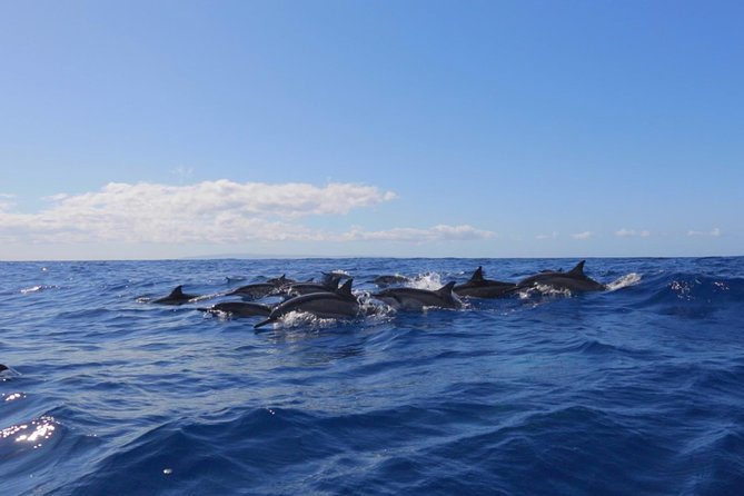 Lanai Deluxe Dolphin Adventure & 3 Snorkel Sites - The other Lanai snorkel sites: octopus, rays, turtles, and special options