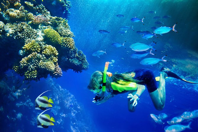 Lanai Snorkel and Dolphin Watch from Maalaea - Key takeaways before you go