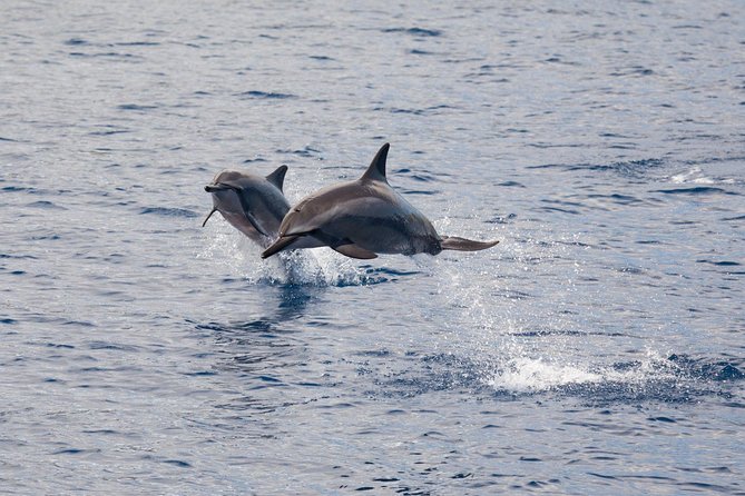 Lanai Snorkel and Dolphin Watch from Maalaea - The Lanai reef snorkel: where the time goes