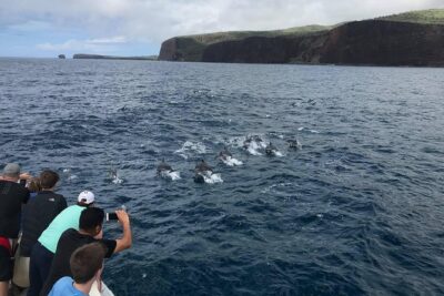 Lanai Snorkel and Dolphin Watch from Maalaea - Dolphin watch: how sightings usually work (and what to do)