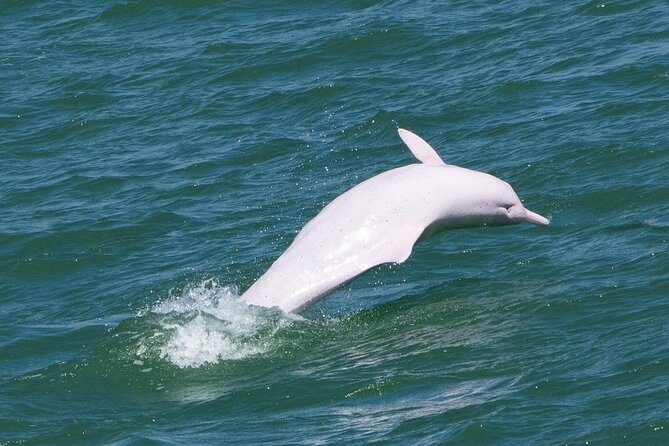 Lantau Group Tour: Dolphin Watching, Fishing Village & Cable Car - Key things to know before you go