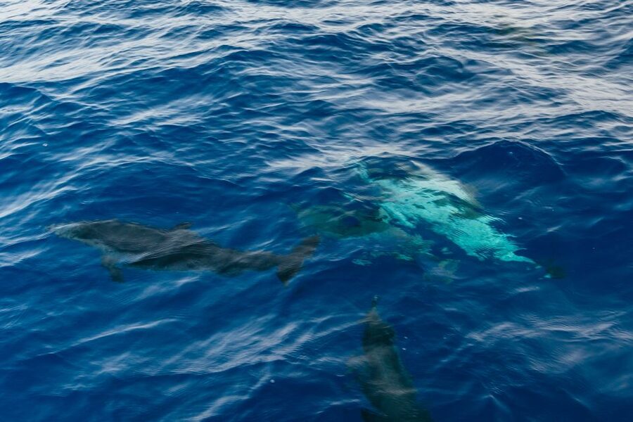 Lanzarote: 2.5-Hour Sunset and Dolphins Cruise - Champagne and pastries: a small detail that makes it feel complete