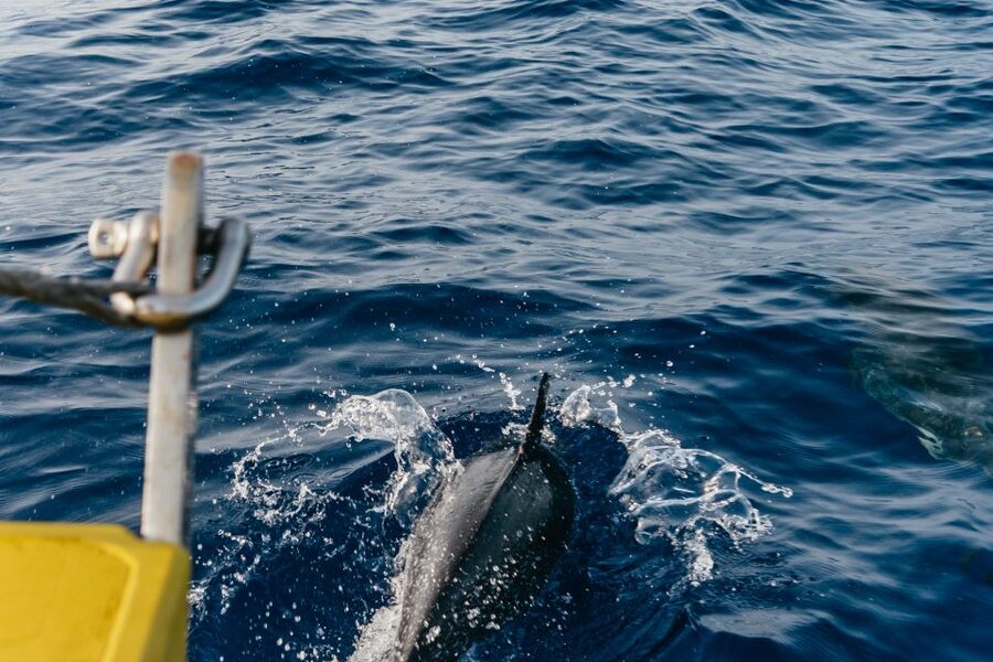 Lanzarote: 2.5-Hour Sunset and Dolphins Cruise - Who should book this cruise (and who should skip it)