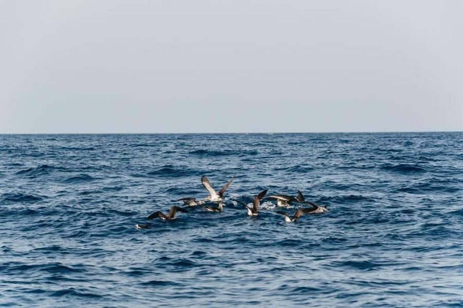 Lanzarote: 2.5-Hour Sunset and Dolphins Cruise - Should you book the Lanzarote 2.5-hour sunset and dolphins cruise?