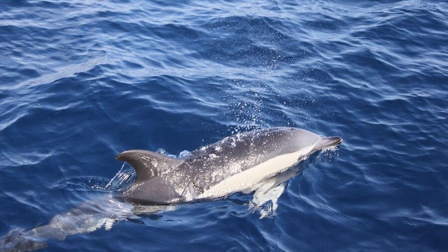 Lanzarote: 2.5-Hour Sunset and Dolphins Cruise - The wildlife search: how dolphins (and whales) tend to show up