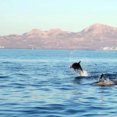 Lanzarote: Dolphin Watching by speedboat - Puerto del Carmen Meeting Point and Timing That Works