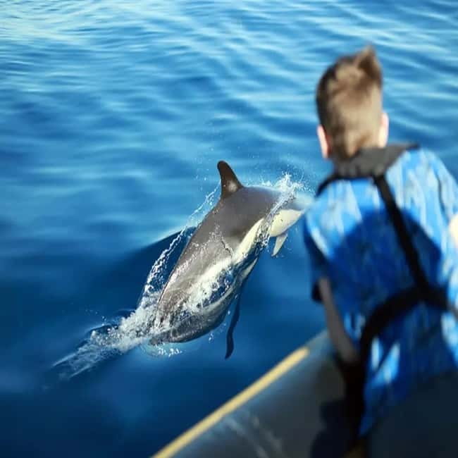 Lanzarote: Dolphin Watching by speedboat - Captain Skills and Why the Small Stuff Matters