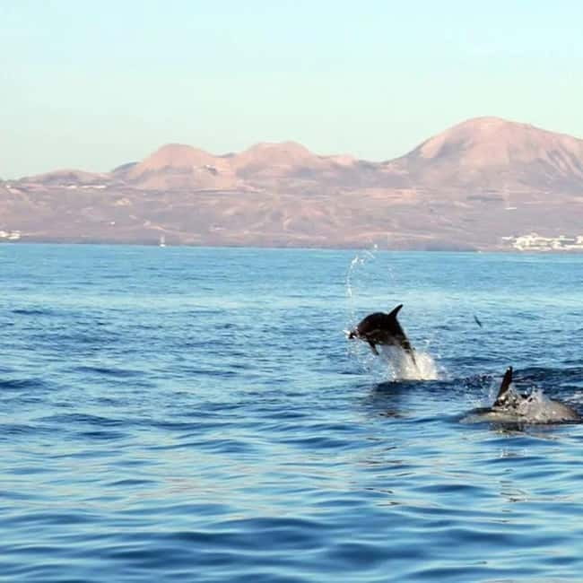 Lanzarote: Dolphin Watching by speedboat - Puerto del Carmen Meeting Point and Timing That Works