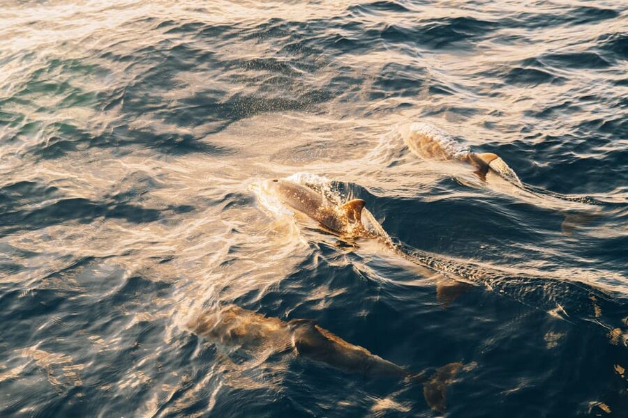 Lanzarote: Dolphin-Watching Sunset Cruise with Transfers - Why this Puerto del Carmen sunset cruise feels different