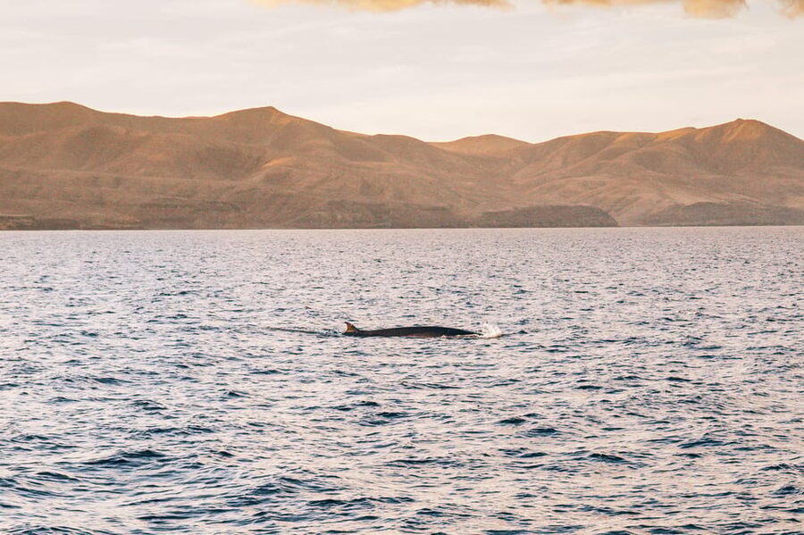 Lanzarote: Dolphin-Watching Sunset Cruise with Transfers - The sunset portion: why timing flexibility matters