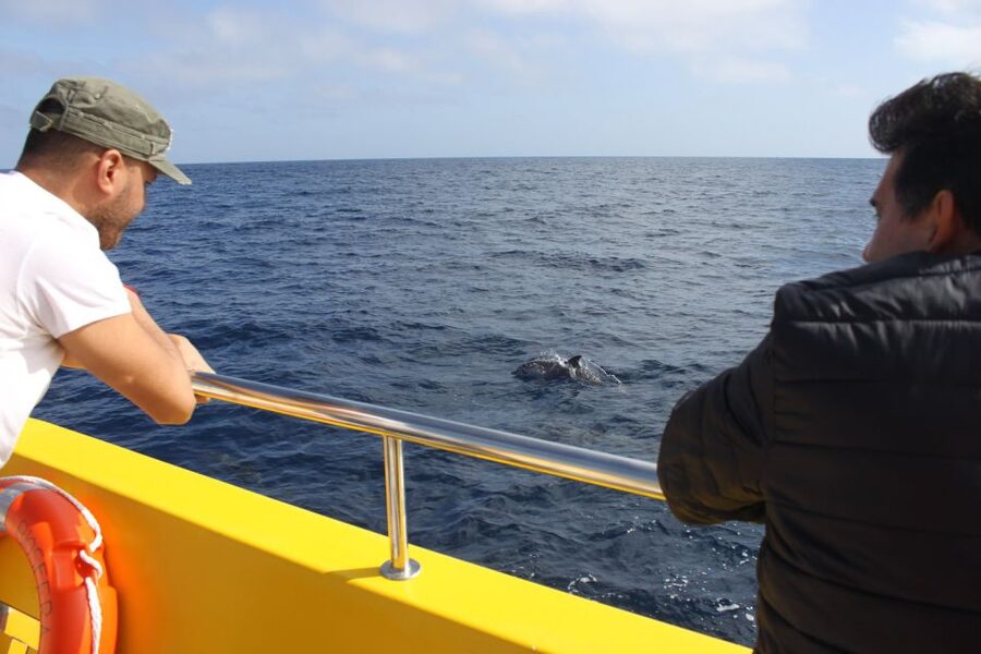 Lanzarote: Lobos Island Half-Day Dolphin Watching Trip - Key highlights you’ll feel on this tour