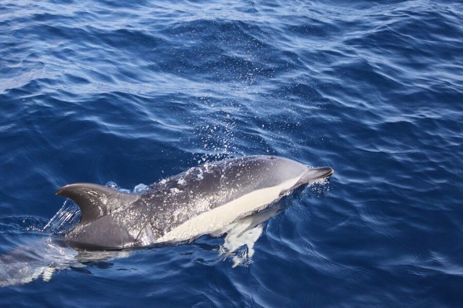 Lanzarote: Lobos Island Half-Day Dolphin Watching Trip - Fast boat from Lanzarote to Lobos: what the sea time is really like
