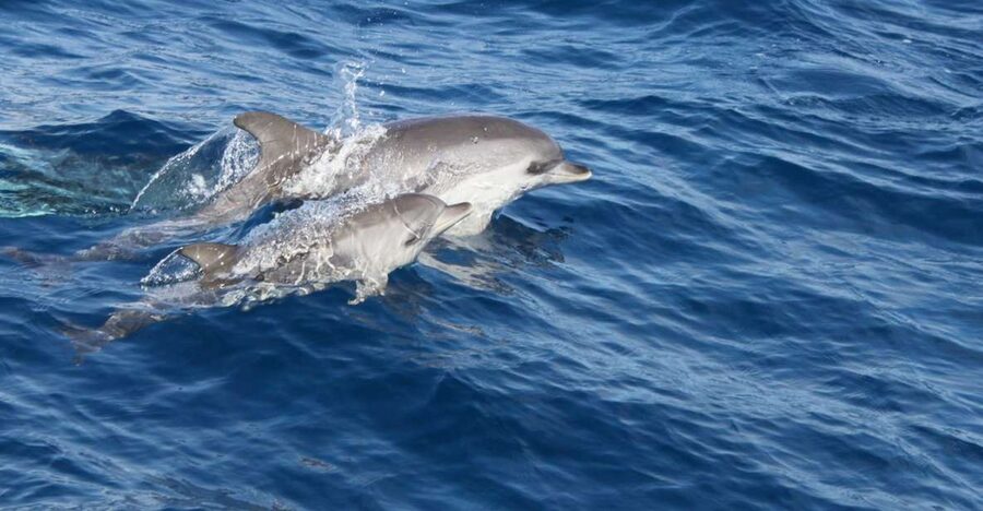 Lanzarote: Lobos Island Half-Day Dolphin Watching Trip - Puerto del Carmen to Lobos: the timing that keeps the day fun