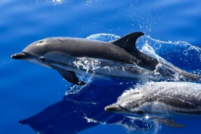 Lanzarote: Lobos Island Half-Day Dolphin Watching Trip - Wildlife searching: how to maximize your odds without stressing out