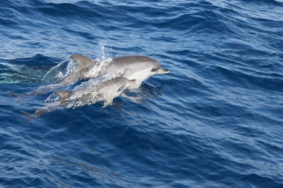 Lanzarote: Lobos Island Half-Day Dolphin Watching Trip - Comfort and safety: what to pack so the bumpy parts don’t ruin your day
