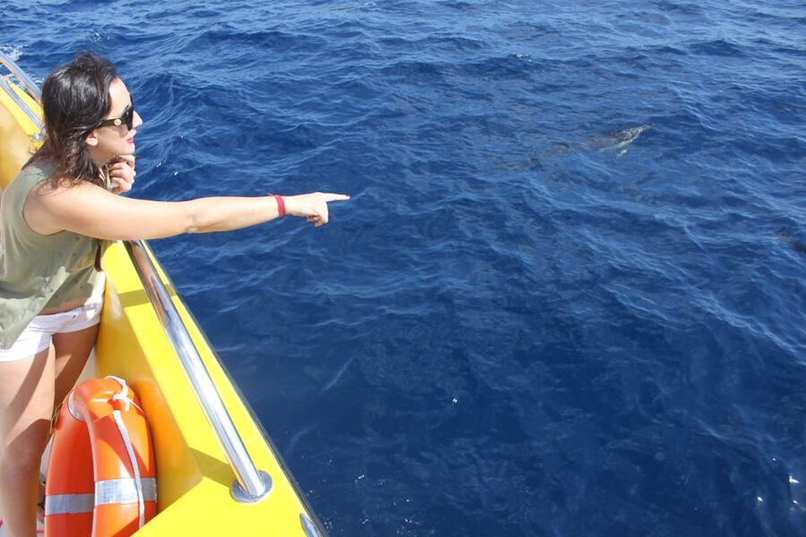 Lanzarote: Lobos Island Half-Day Dolphin Watching Trip - Who should book this Lobos dolphin trip (and who shouldn’t)