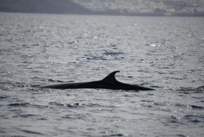 Lanzarote Sunset Experience with dolphin spotting - Dolphin spotting off Lanzarote: what to expect and how to help