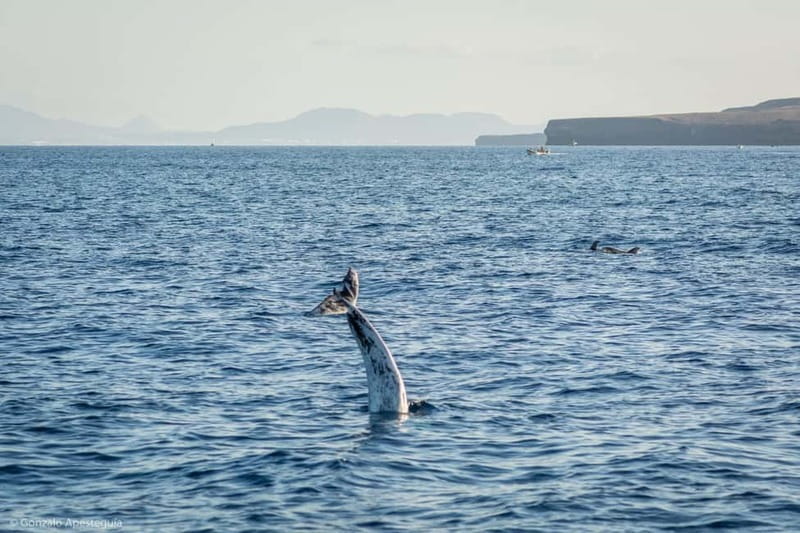 Lanzarote Sunset Experience with dolphin spotting - Price and value: is $88 worth it?