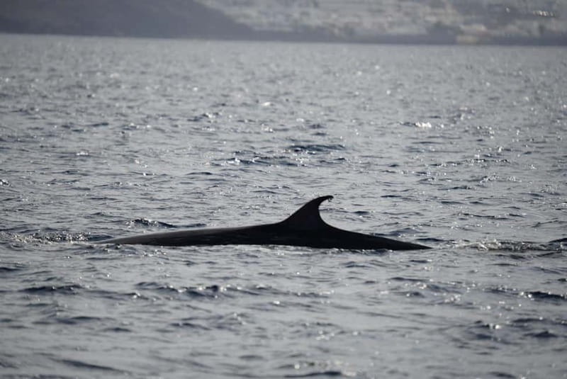 Lanzarote Sunset Experience with dolphin spotting - Dolphin spotting off Lanzarote: what to expect and how to help