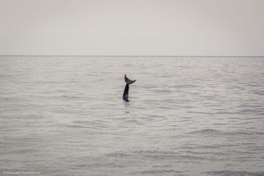 Lanzarote: Whale and Dolphin Watching Eco-Friendly Catamaran - Key things worth knowing before you go