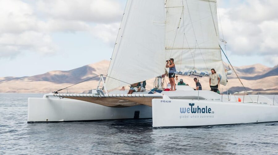 Lanzarote: Whale and Dolphin Watching Eco-Friendly Catamaran - A silent catamaran for real whale-and-dolphin watching