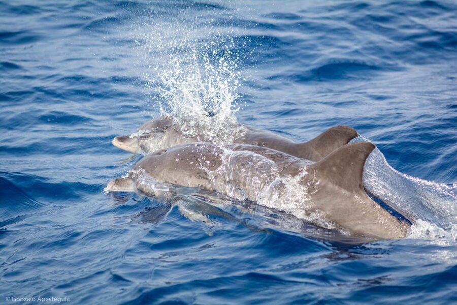 Lanzarote: Whale and Dolphin Watching Eco-Friendly Catamaran - Puerto Calero to open water: how your 4 hours usually feel