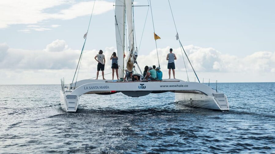 Lanzarote: Whale and Dolphin Watching Eco-Friendly Catamaran - Price and value: is $112 worth it?