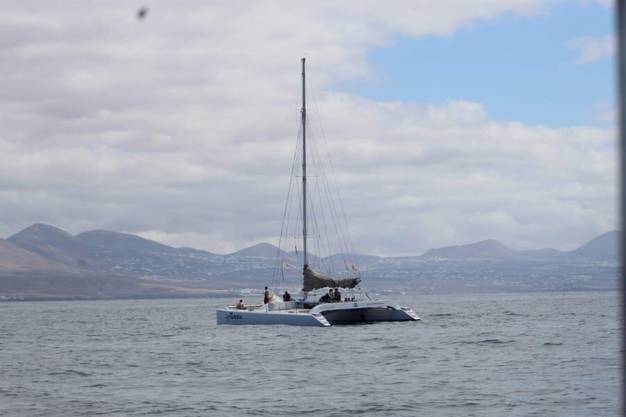 Lanzarote: Whale and Dolphin Watching Eco-Friendly Catamaran - Why “eco-friendly” here is more than a marketing line
