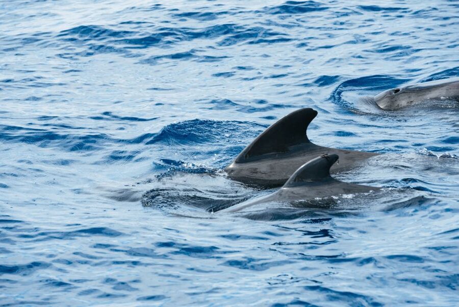 Las Galletas: Whale & Dolphin Tour with Local Skipper - Key things I’d highlight before you go