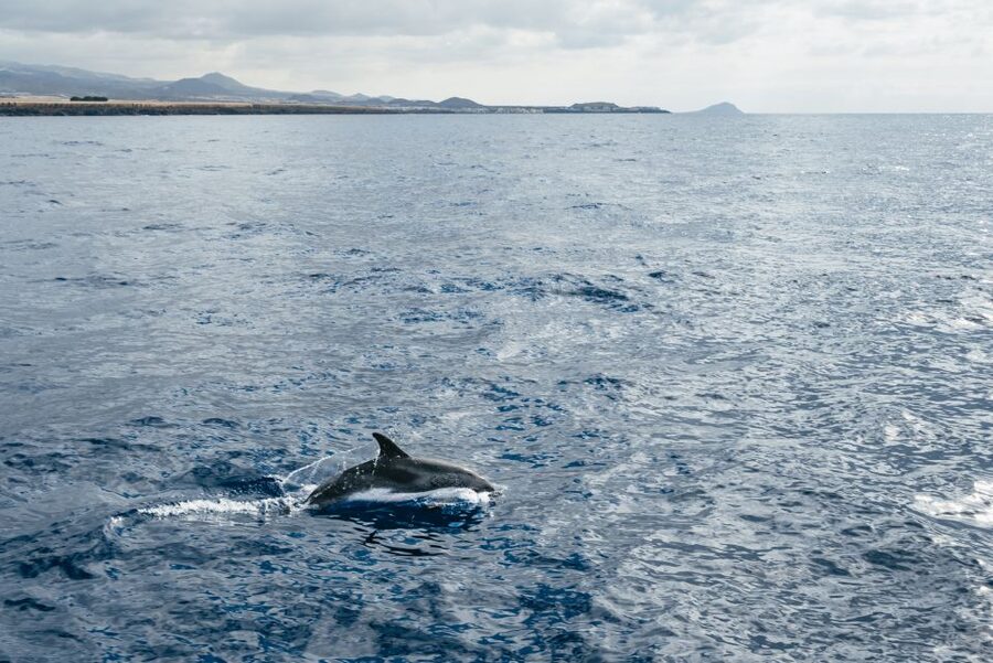 Las Galletas: Whale & Dolphin Tour with Local Skipper - Entering the Cruz del Sur in Las Galletas: the local-boat feel
